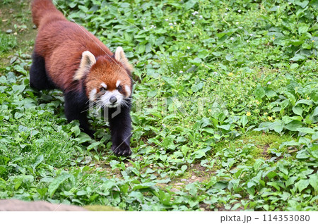 レッサーパンダ　多摩動物公園 114353080