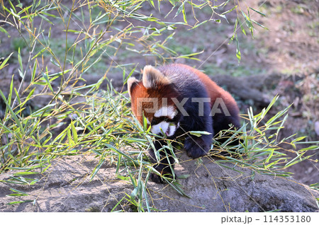 葉を食べるレッサーパンダのアップ　多摩動物公園 114353180