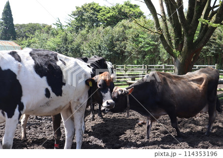 ゴールデンウィーク/高千穂牧場/宮崎 114353196