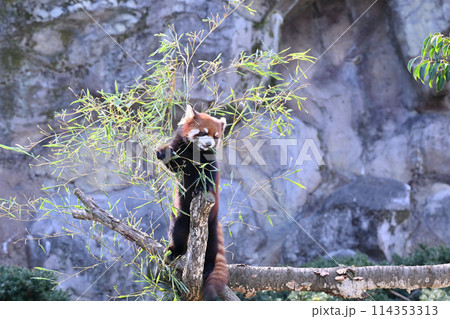 葉を食べるレッサーパンダ　多摩動物公園 114353313
