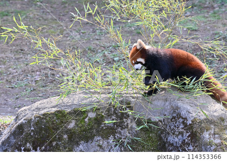 葉を食べるレッサーパンダ 多摩動物公園 葉を食べるレッサーパンダ 多摩動物公園 114353366