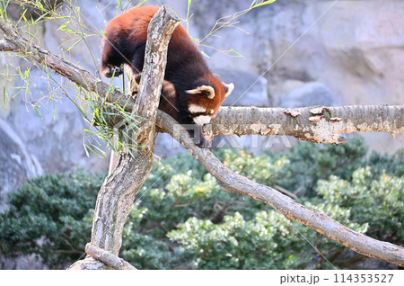 枝の上を歩くレッサーパンダ　多摩動物公園 114353527