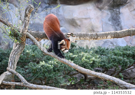 枝の上を歩くレッサーパンダ　多摩動物公園 114353532