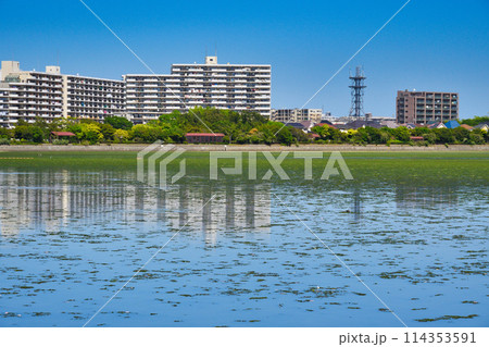 谷津干潟（千葉県習志野市） 114353591