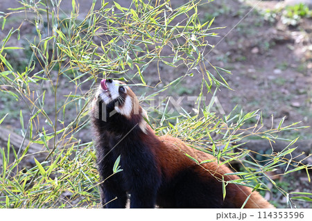 葉を食べるレッサーパンダのアップ 多摩動物公園 葉を食べるレッサーパンダのアップ 多摩動物公園 114353596