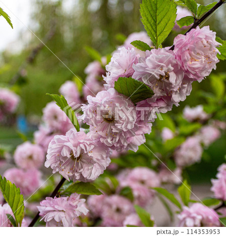 The beauty of cherry blossoms 114353953