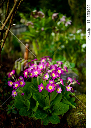 ピンク色のプリムラ・ポリアンサ。多くの花を咲かすこの花の花言葉は「富の誇り」そして「無言の愛」 114353992