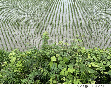 田植えから2週間後の田んぼの稲 114354162