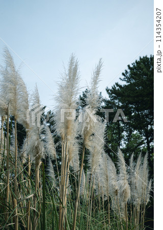 長居公園 長居植物園 長居公園 長居植物園 114354207