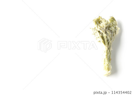 タラの芽の天ぷらを白背景で撮影 114354402