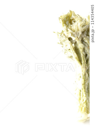 タラの芽の天ぷらを白背景で撮影 114354405