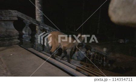 Maned Wolf Hesitates on the Stone Stairs at Night in Brazil 114354711