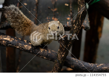 岐阜県のぎふ金華山リス村のリス 114354755