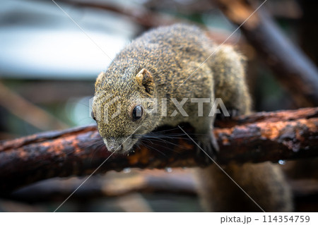 岐阜県のぎふ金華山リス村のリス 岐阜県のぎふ金華山リス村のリス 114354759
