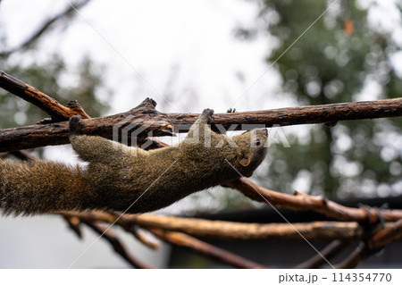 岐阜県のぎふ金華山リス村のリス 114354770