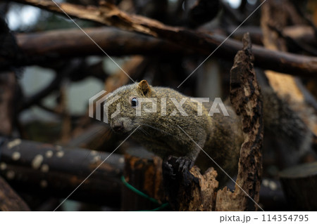 岐阜県のぎふ金華山リス村のリス 114354795