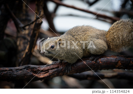 岐阜県のぎふ金華山リス村のリス 岐阜県のぎふ金華山リス村のリス 114354824