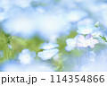 ネモフィラの青い花 114354866