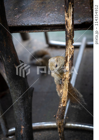 岐阜県のぎふ金華山リス村のリス 114354912