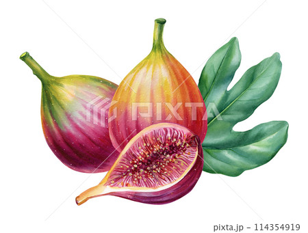 fig with green leaf isolated on white background, Tropical ripe fruits composition for design, watercolor illustration fig with green leaf isolated on white background, Tropical ripe fruits composition for design, watercolor illustration 114354919