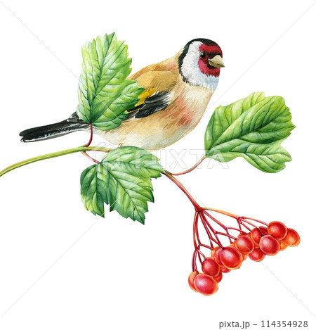 goldfinch bird sits on a branch with green leaves and red viburnum berries, songbird watercolor painting, forest animal 114354928