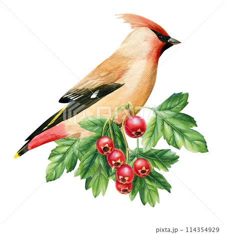 waxwing bird sitting on branch with green leaves and red hawthorn berries, watercolor painting forest bird illustration waxwing bird sitting on branch with green leaves and red hawthorn berries, watercolor painting forest bird illustration 114354929