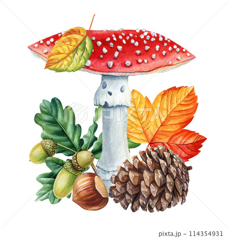 Mushroom fly agaric, acorn, oak, pine cone and hazelnut watercolor painting isolated, forest composition for design 114354931