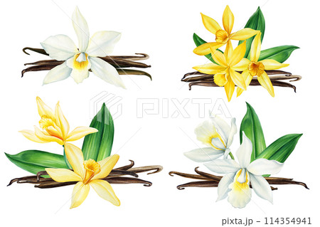 Vanilla flowers on isolated white background, watercolor botanical illustration. Hand drawn tropical flora, Spice sweets Vanilla flowers on isolated white background, watercolor botanical illustration. Hand drawn tropical flora, Spice sweets 114354941
