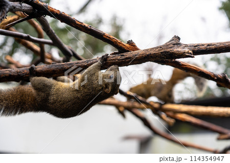 岐阜県のぎふ金華山リス村のリス 114354947