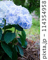紫陽花 114354958