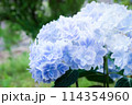 紫陽花 114354960