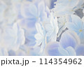 紫陽花 114354962