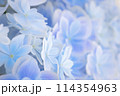 紫陽花 114354963