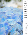 紫陽花 114354964