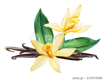 Vanilla flowers on isolated white background, watercolor botanical illustration. Hand drawn tropical flora, Spice sweets 114355006