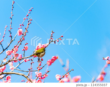 梅に鶯　満開の紅梅に訪れたかわいいメジロ 114355037