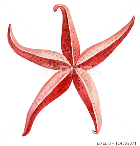 Red starfish on an isolated white background. Watercolor illustration, Marine design, postcard Beautiful sea Starfish 114355071