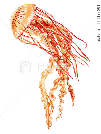 Jellyfish isolated white background. Watercolor Beautiful jellyfish aquatic illustration for design, underwater wildlife 114355091