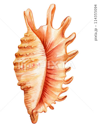 Seashell on isolated white background, watercolor painting illustration sea shell, Trendy nautical clipart for design 114355094