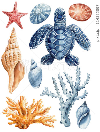 Seashell, starfish, turtle and coral watercolor clipart. Beautiful Marine set. Design elements isolated white background Seashell, starfish, turtle and coral watercolor clipart. Beautiful Marine set. Design elements isolated white background 114355097