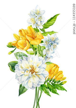 Summer flowers Watercolor painting illustration, Hand drawn jasmine, dahlia, yellow freesia on white background. Bouquet 114355109