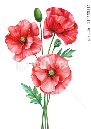 Summer flowers poppies Watercolor painting illustration, Hand drawn botanical Wildflower. Bouquet red flowers, postcards Summer flowers poppies Watercolor painting illustration, Hand drawn botanical Wildflower. Bouquet red flowers, postcards 114355112