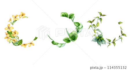 Set of wreaths with herb plants in watercolor isolated. Sage, celandine medicinal flowers in circle frame. Nettle wild herb frame hand drawn. Floral meadow frame. Design for label, package, postcard 114355132