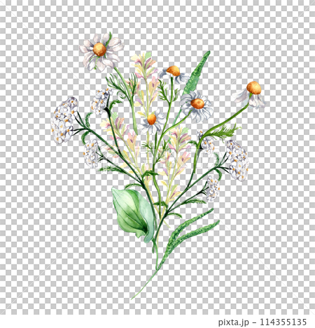 Bunch of meadow medicinal flower, herb plants watercolor illustration isolated on white background. Chamomile, plantain, achillea yarrow in botanical sketch hand drawn. Design for label, package Bunch of meadow medicinal flower, herb plants watercolor illustration isolated on white background. Chamomile, plantain, achillea yarrow in botanical sketch hand drawn. Design for label, package 114355135