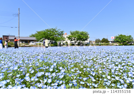 満開のネモフィラ畑　埼玉県・北本市 114355158