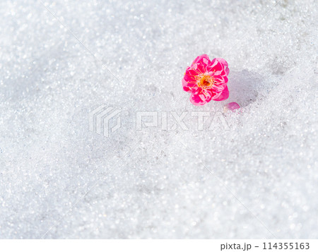 早春の風物詩 残雪に落ちた可憐な梅の花 早春の風物詩 残雪に落ちた可憐な梅の花 114355163