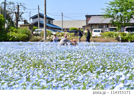 満開のネモフィラ畑 埼玉県・北本市 満開のネモフィラ畑 埼玉県・北本市 114355171