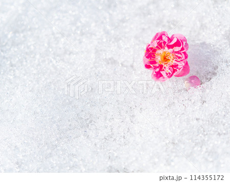 早春の風物詩 残雪に落ちた可憐な梅の花 早春の風物詩 残雪に落ちた可憐な梅の花 114355172