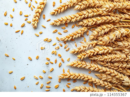 Wheat germ on the light background, copy space for text. Flat Lay, top view Wheat germ on the light background, copy space for text. Flat Lay, top view 114355367