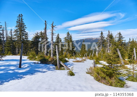 Hiking in mountains, snow and pine trees Hiking in mountains, snow and pine trees 114355368